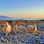 Na području Primorsko-goranske županije odobreno 18 projekata u okviru Programa razvoja otoka za 2026. godinu