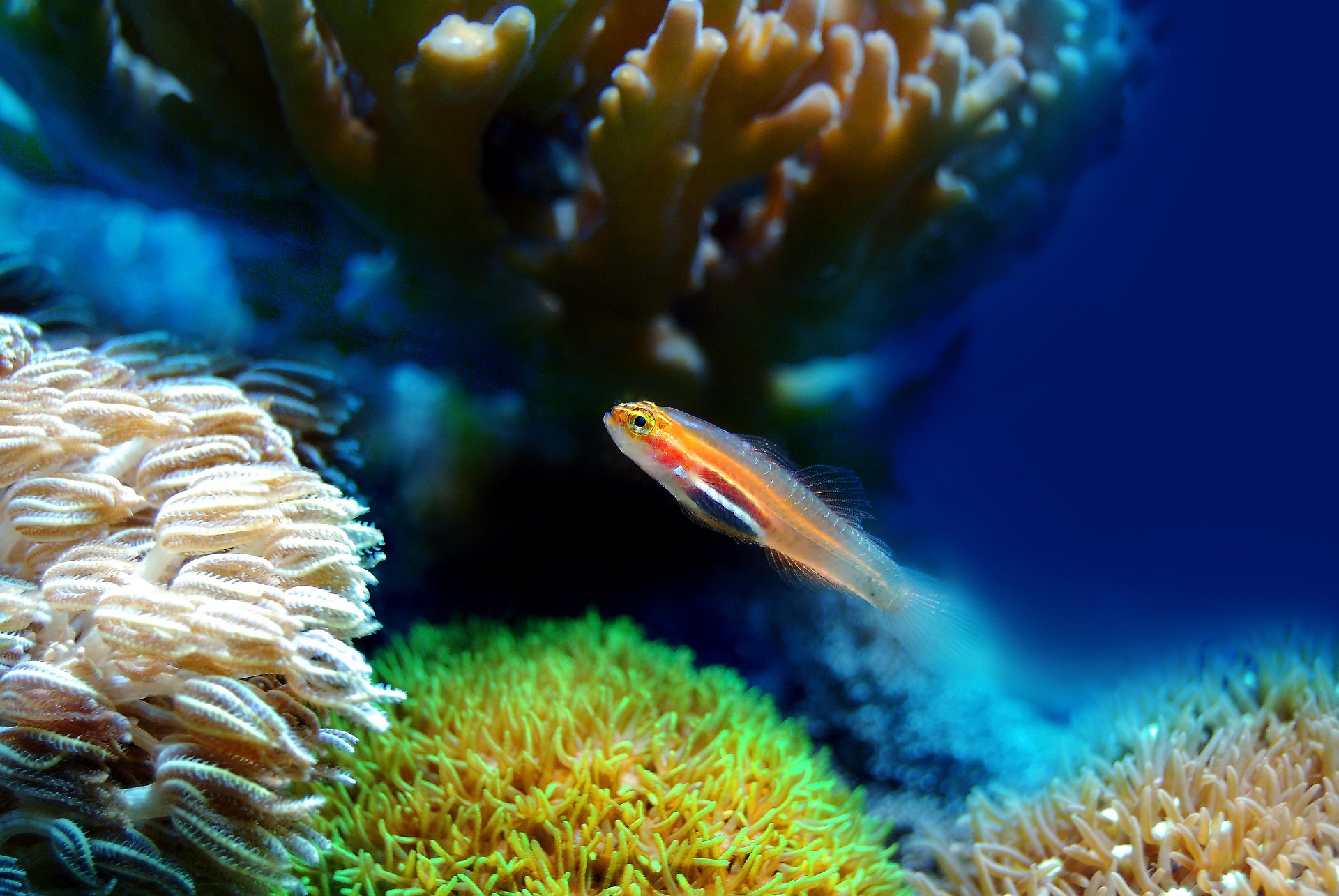 Fish Coral Sea