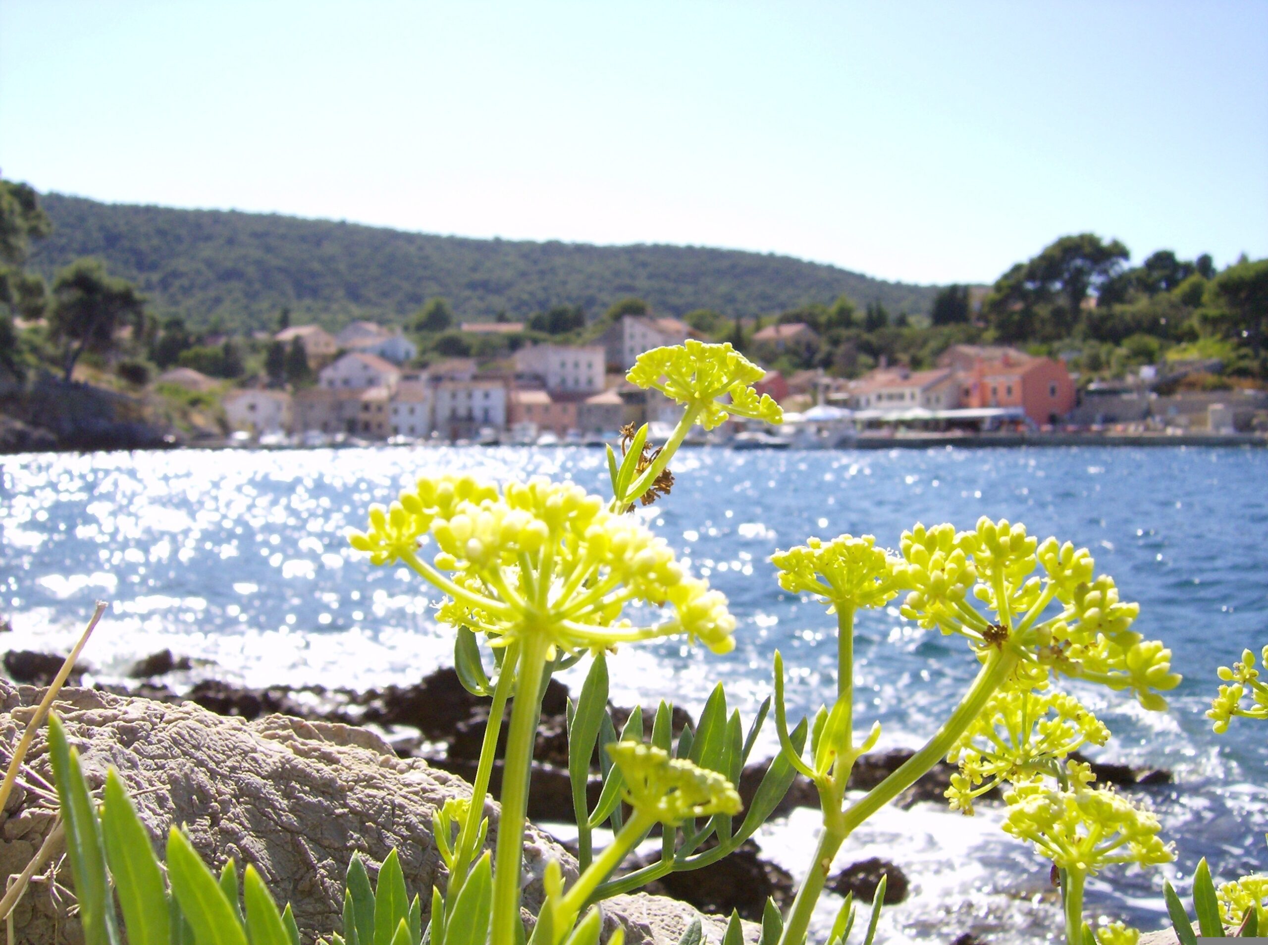 Cres losinj